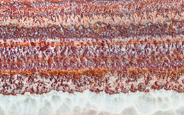 Onyx Jasper Onyx Jasper